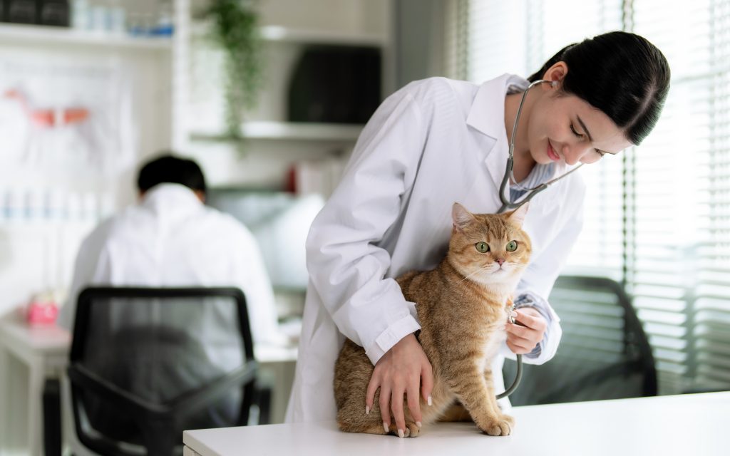 Veterinarian using a stethoscope to examine a cat 